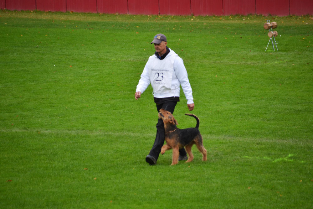 Airedale Terrier Bente Bo von Pederstrup